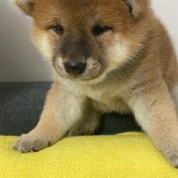 Splendido Cucciolo Shiba Inu maschio