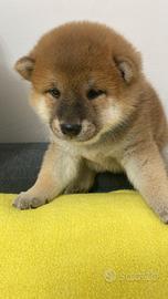 Splendido Cucciolo Shiba Inu maschio