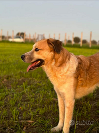 Ronny, 2 anni, legato ad una catena