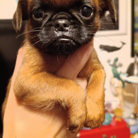 Piccolo brabantino cuccioli