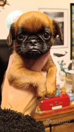 Piccolo brabantino cuccioli