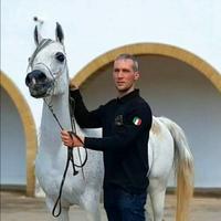 Cavalla Araba Purosangue