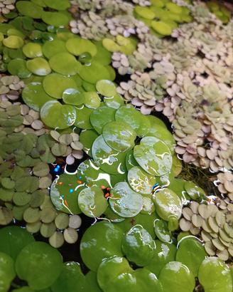 Piante per acquario 