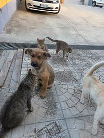 Cagnolina di circa 4-5 mesi, provincia di bn