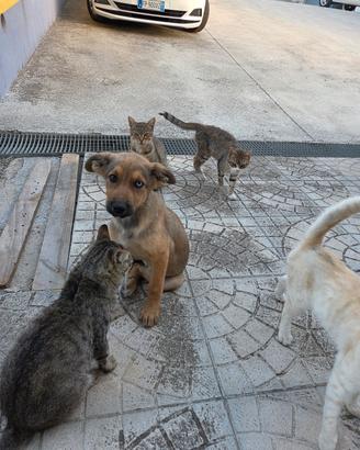 Cagnolina di circa 4-5 mesi, provincia di bn