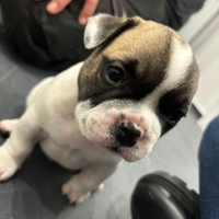 Cuccioli bulldog francese