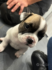 Cuccioli bulldog francese