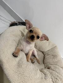 Cucciolo di Chihuahua
