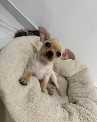 Cucciolo di Chihuahua