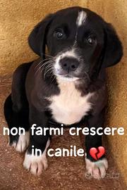 CUCCIOLA 2 mesi e mezzo, taglia media