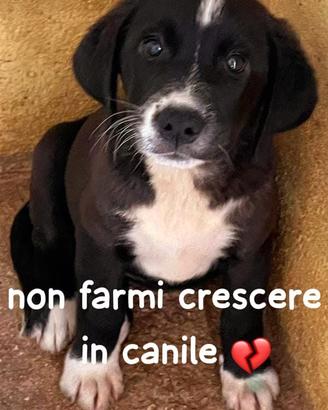 CUCCIOLA 2 mesi e mezzo, taglia media
