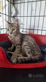 Adozione del cuore per Trilly gattina superbuona