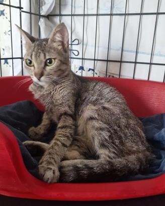 Adozione del cuore per Trilly gattina superbuona