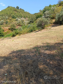 Terreno edificabile/agricolo