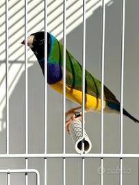 Diamanti di Gould