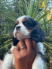 Cucciolo cavalier king da compagnia