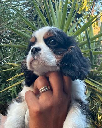 Cucciolo cavalier king da compagnia