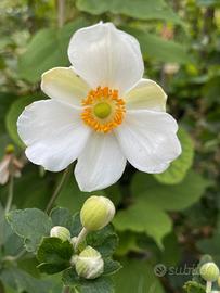 Anemoni