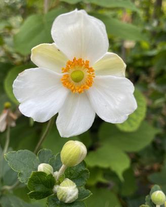 Anemoni