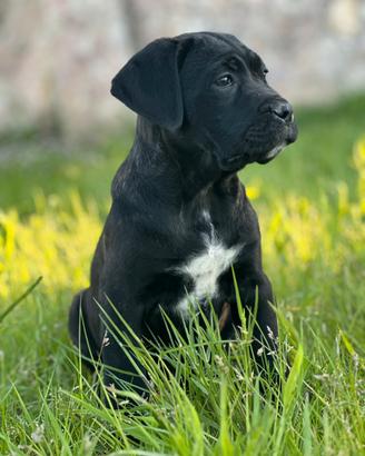 Cuccioli cane corso pedigree