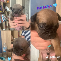 Cucciolata casalinga bouledogue francese
