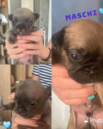 Cucciolata casalinga bouledogue francese