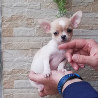 Cucciole di chihuahua toy