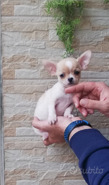 Cucciole di chihuahua toy