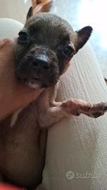 Cuccioli di pastore belga