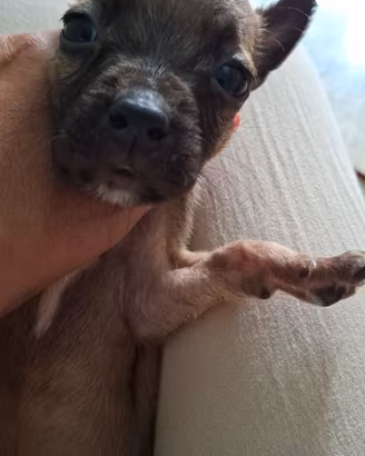 Cuccioli di pastore belga