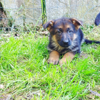 Cuccioli di pastore tedesco