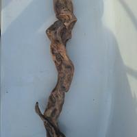 legni per terrari acquari