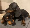 crazy-dog-bassotti-2-mesi