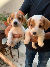 Jack Russell