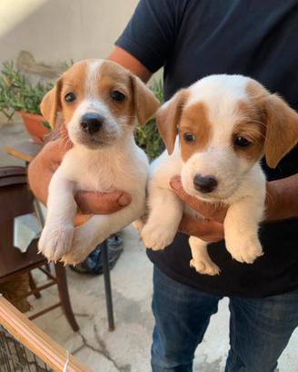 Jack Russell