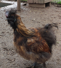 Giovane gallo moroseta