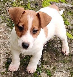 Jack russell