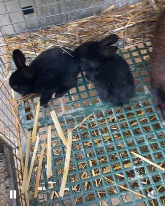 Piccoli pelosetti