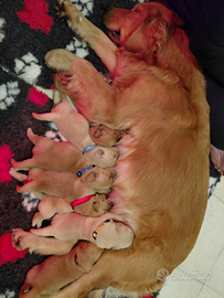 Cuccioli Golden Retriever 100%linea AMAERICANA