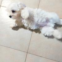 Cucciole maltesi 2 mesi di vita