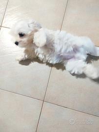 Cucciole maltesi 2 mesi di vita