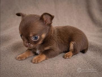 Chihuahua mini Toy femmina