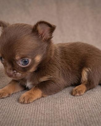 Chihuahua mini Toy femmina