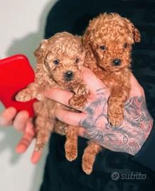 BARBONCINI mini mini toy RED ED ALBICOCCA 950