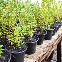 🌿 Piante di Mirto Nero Sardo (Myrtus communis)