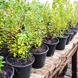 🌿 Piante di Mirto Nero Sardo (Myrtus communis)