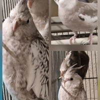 Coppia SESSOLEGATA riproduttiva calopsite