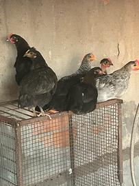 Marans