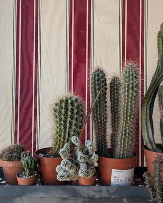 cactus e succulente