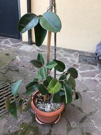 Pianta di Ficus